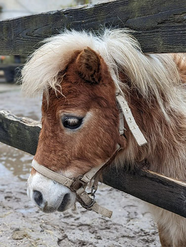 poney